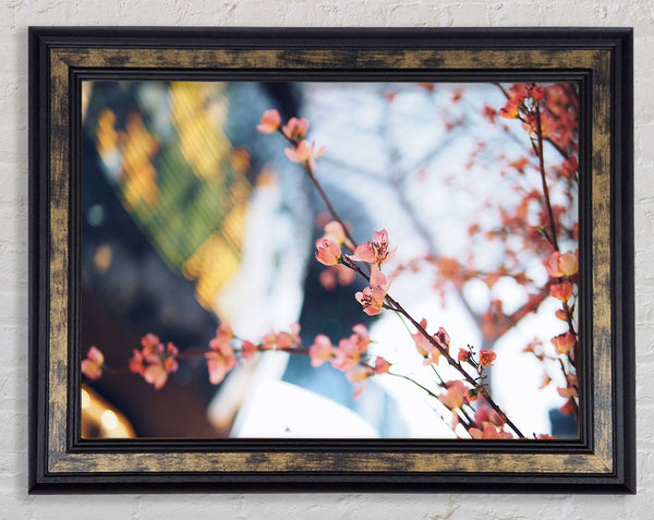 Cherry blossum in focus Framed Print