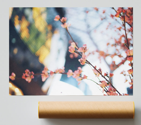 Cherry Blossum In Focus Giclee Print