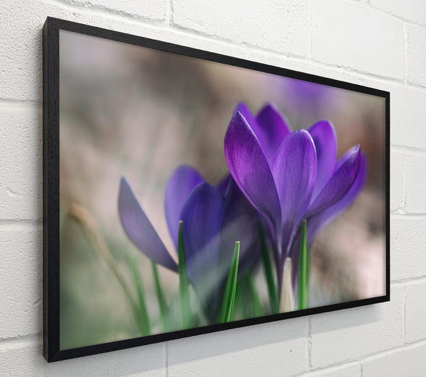 Purple crocus opening up
