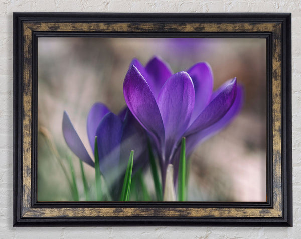 Purple crocus opening up Framed Print