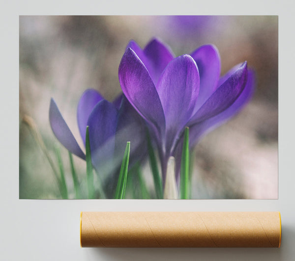 Purple Crocus Opening Up Poster