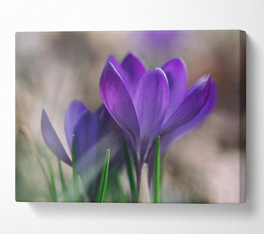 Purple crocus opening up Canvas Wall Art