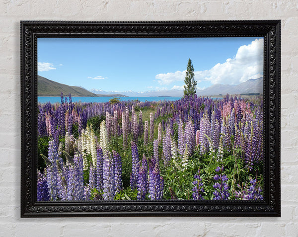 Loopins peering over the lake Framed Print