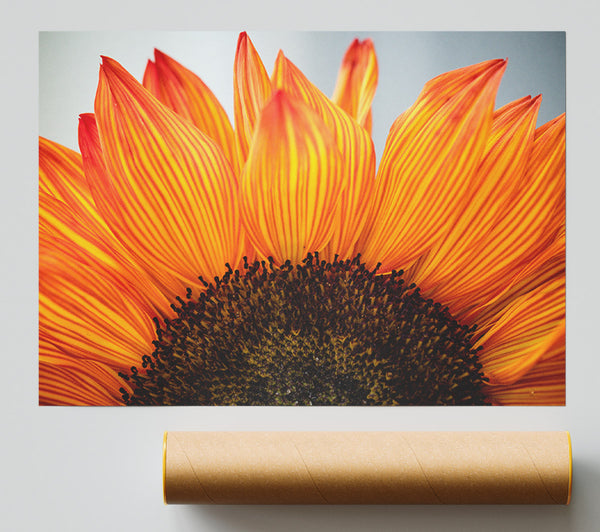 Orange Flower Opening Up Close Up Giclee Print