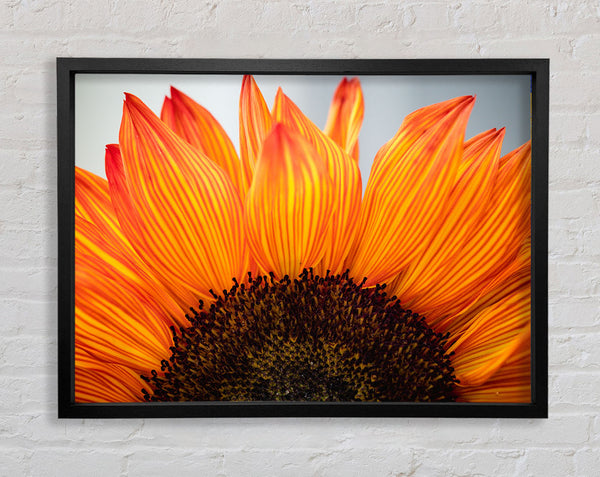 Orangefarbene Blüte öffnet sich aus nächster Nähe