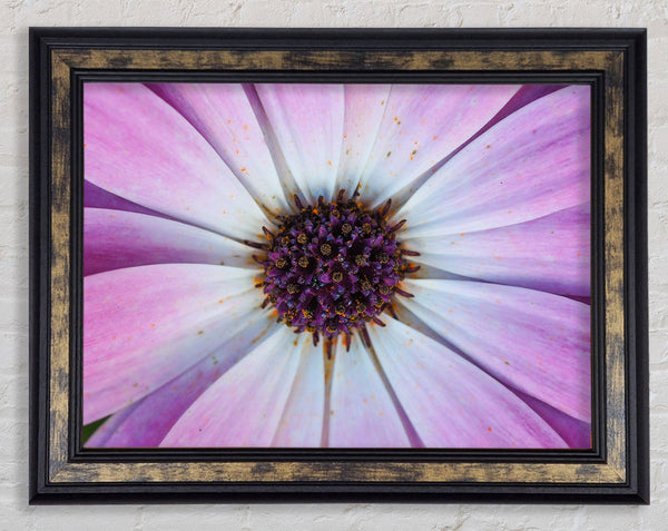Purple flower close up and personal Framed Print