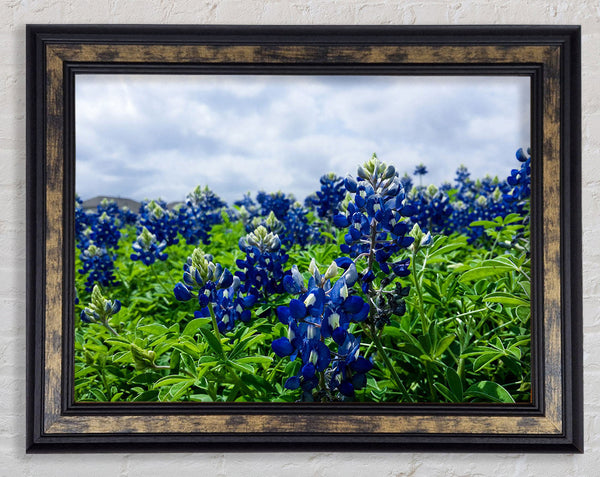 Bue flowers on green stems Framed Print