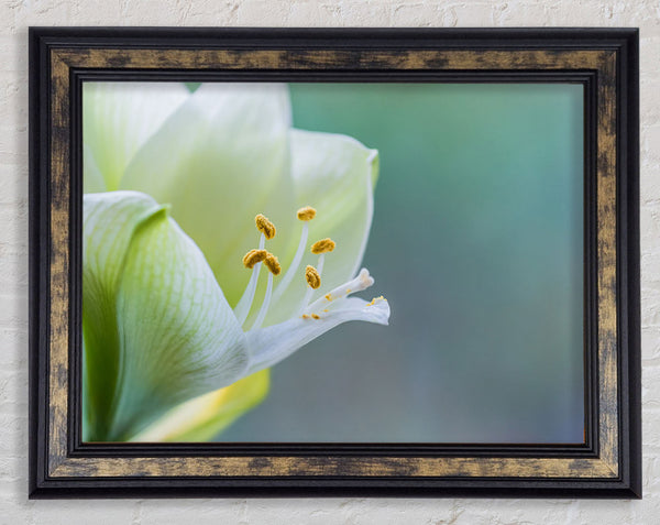 White flower with pollen Framed Print