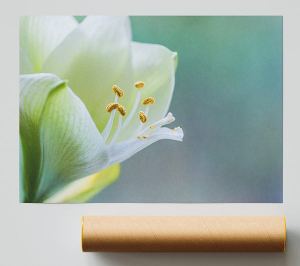 White Flower With Pollen Print