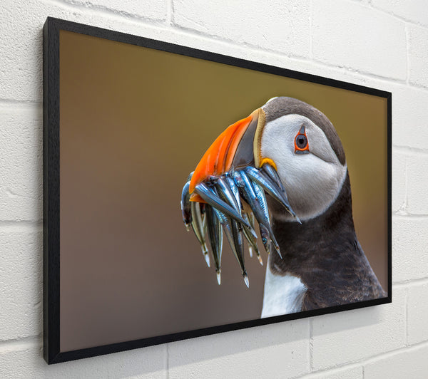 Puffin with a mouthall of fish