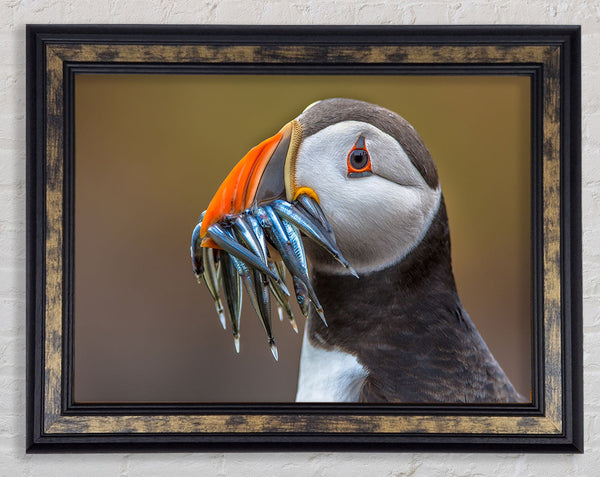 Puffin with a mouthall of fish