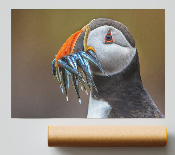 Puffin With A Mouthall Of Fish Giclee Print