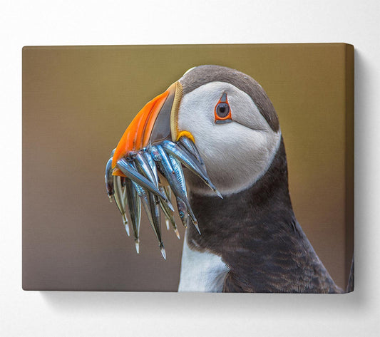 Puffin with a mouthall of fish Canvas Wall Art