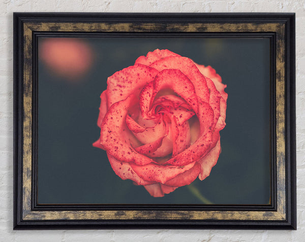 Pretty speckled flower Framed Print