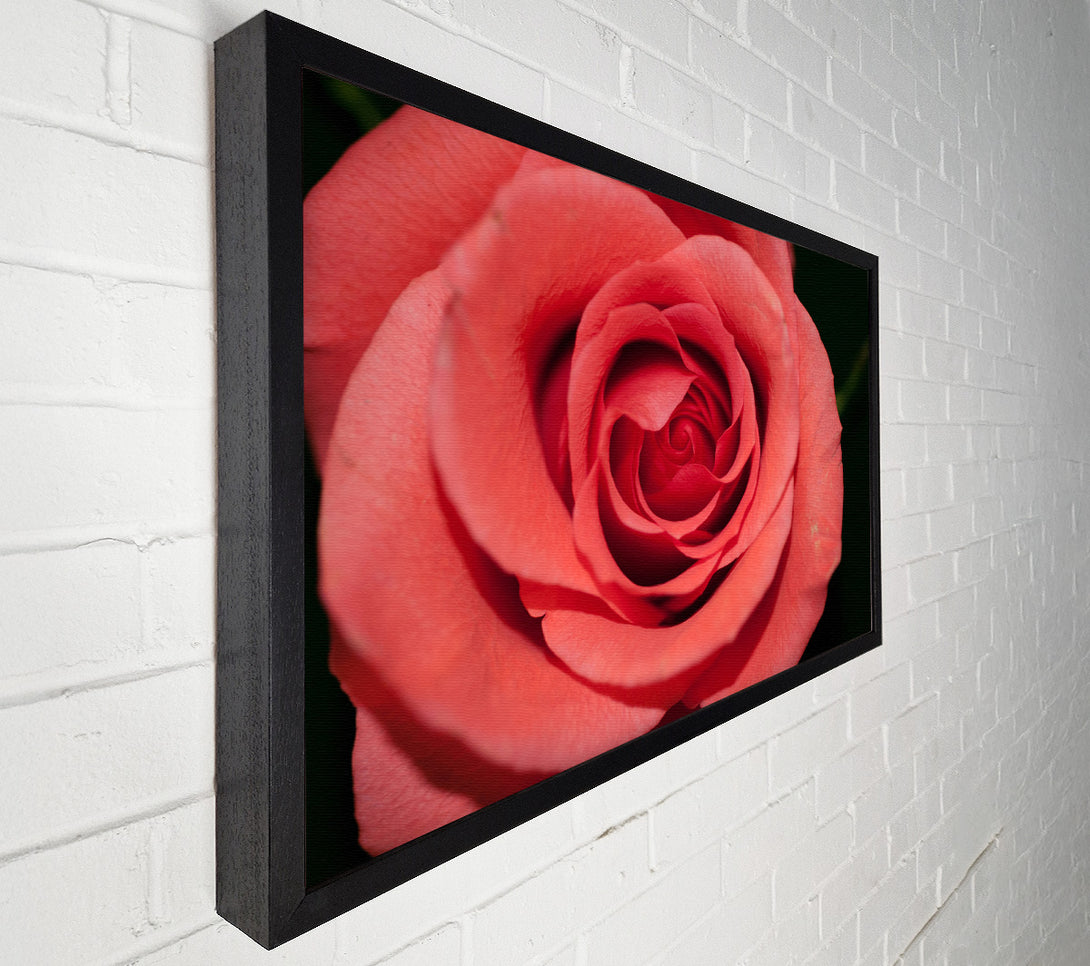  A Canvas Print of Rose coloured flower Canvas Art