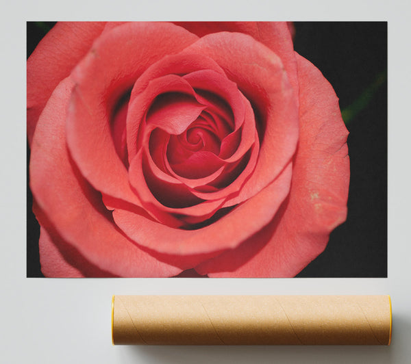Rose Coloured Flower Poster
