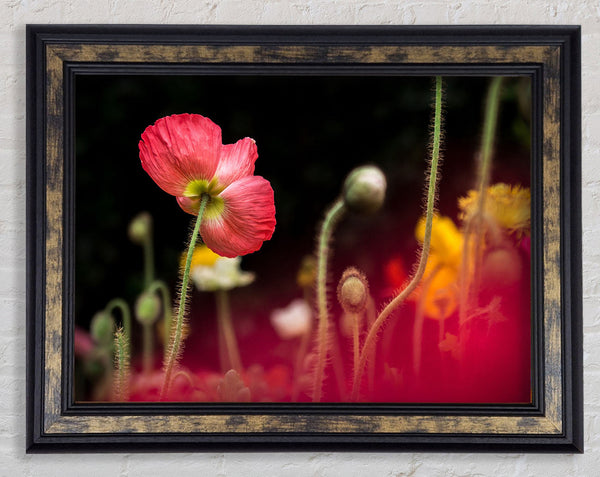 Poppy standing tall Framed Print