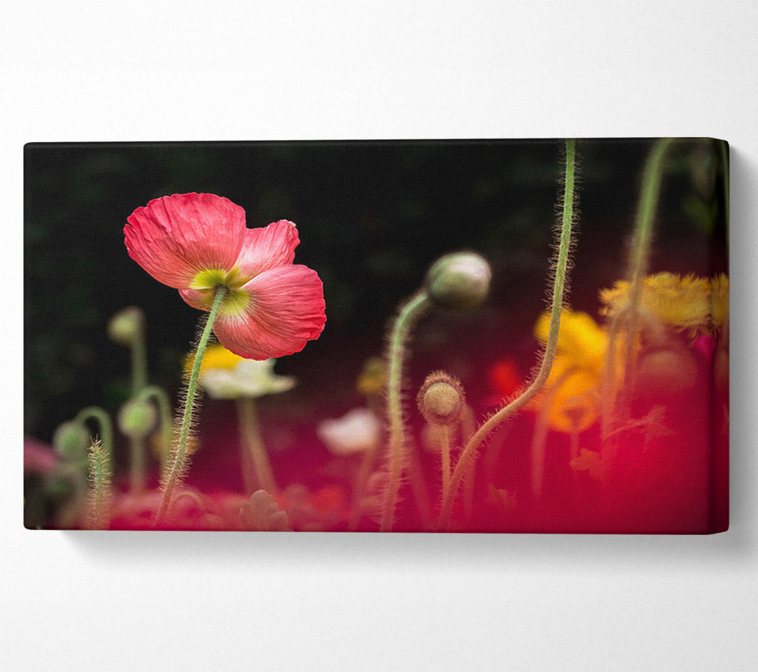  A Canvas Print of Poppy standing tall Canvas Print
