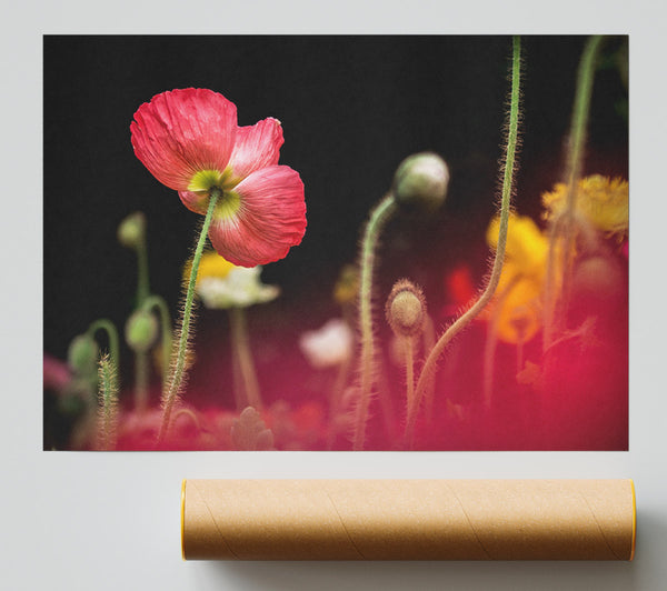 Poppy Standing Tall Giclee Print