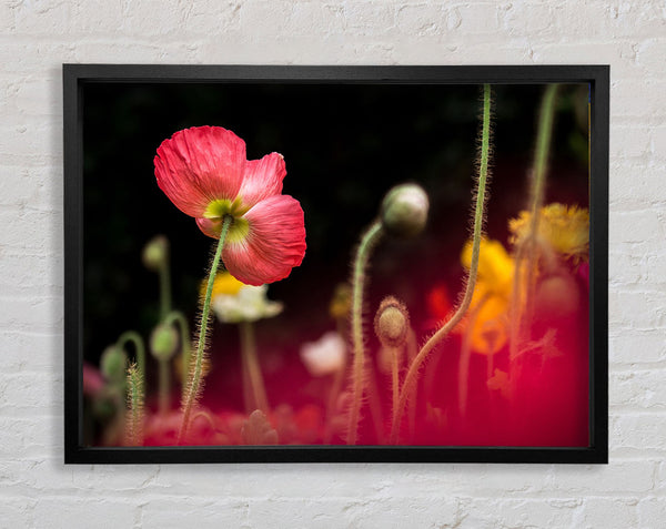 Poppy steht hoch