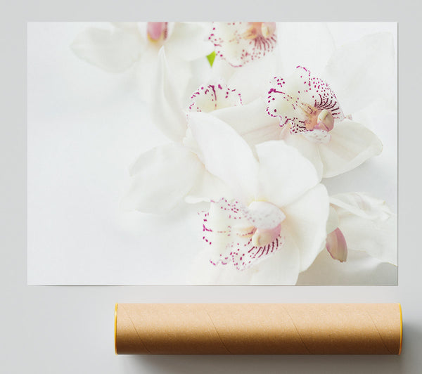 Orchid Bliss Giclee Print