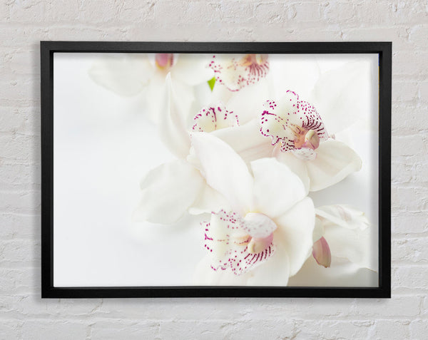 Orchideenglück