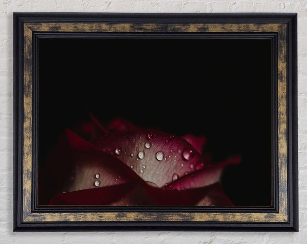 water droplets falling off a flower Framed Print