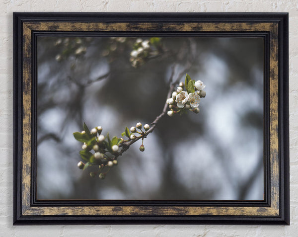 White blossom tree in soft focus Framed Print
