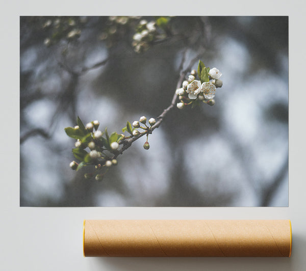 White Blossom Tree In Soft Focus Print