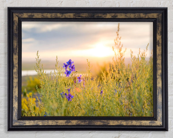 Purple flower suspended in the sunlight Framed Print