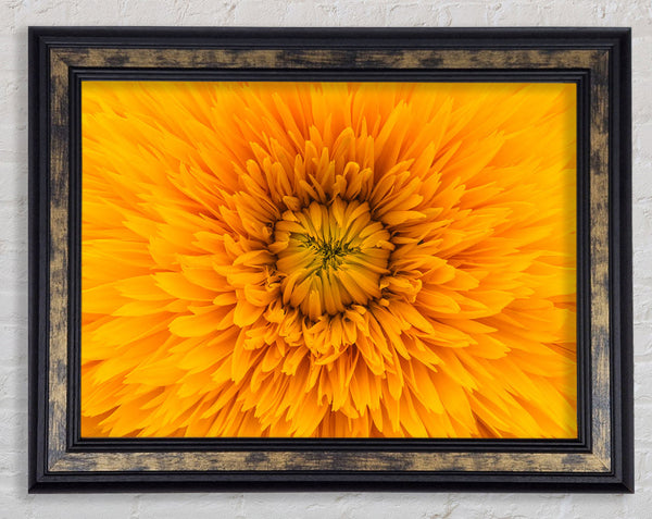 Gorgeous yellow flower delight Framed Print