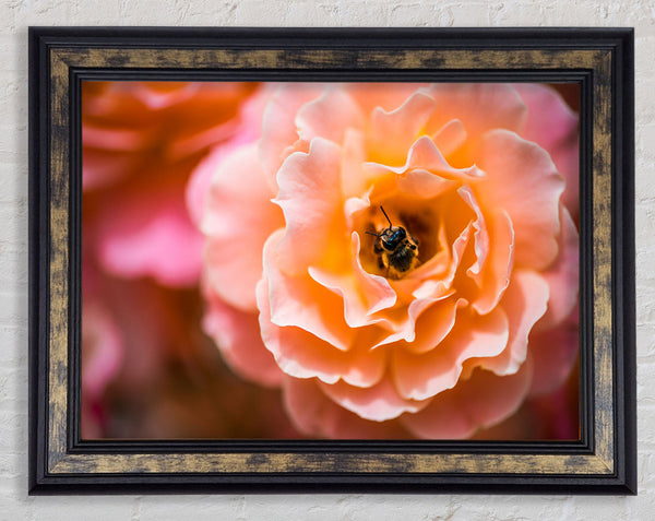Bee chilling in a flower Framed Print