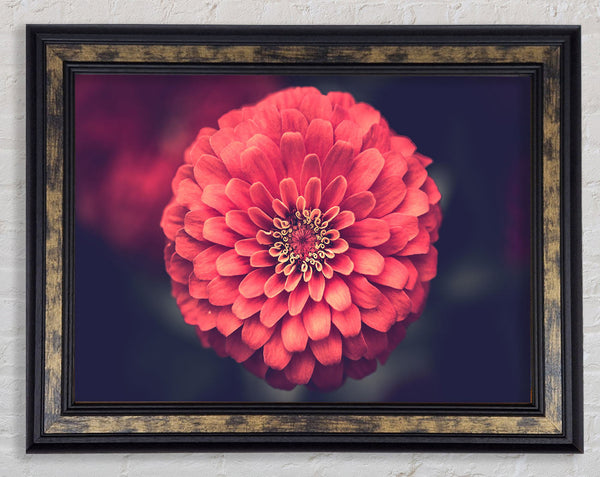 Circular flower perfectly balanced Framed Print
