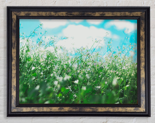 Wild flowers in the spring meadow Framed Print