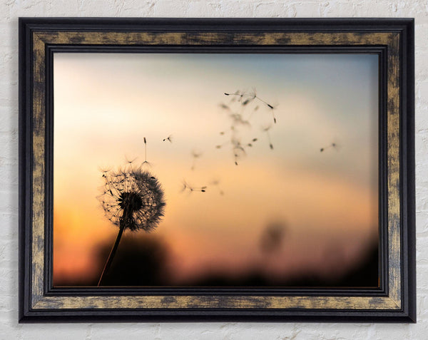 Dandellion Seeds floating Framed Print