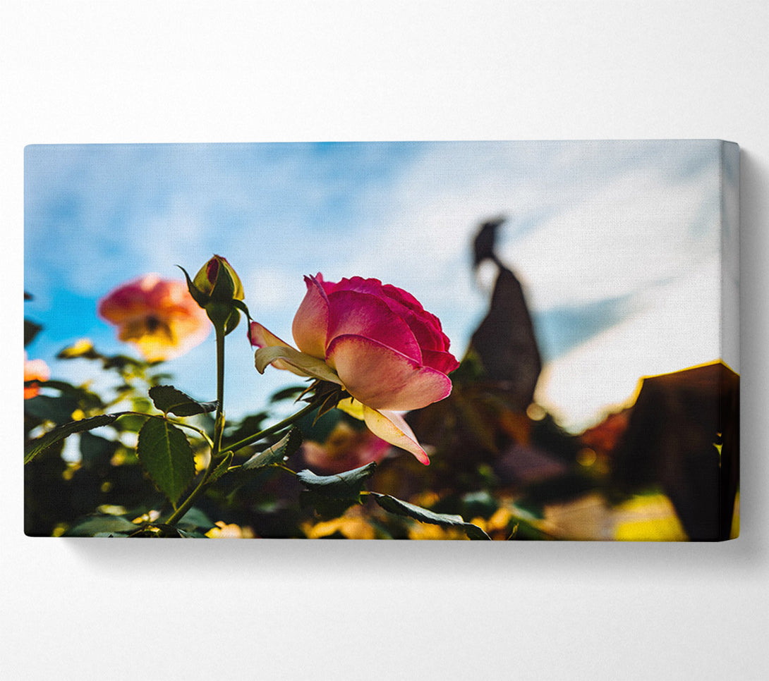  A Canvas Print of Red rose sunning Canvas Print