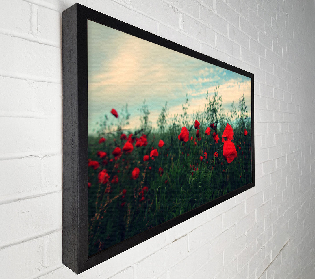  A Canvas Print of Red poppies on a windy day Canvas Wall Art