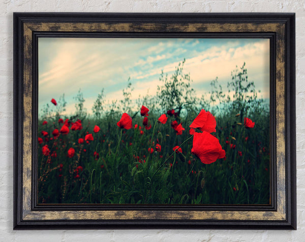 Red poppies on a windy day Framed Print