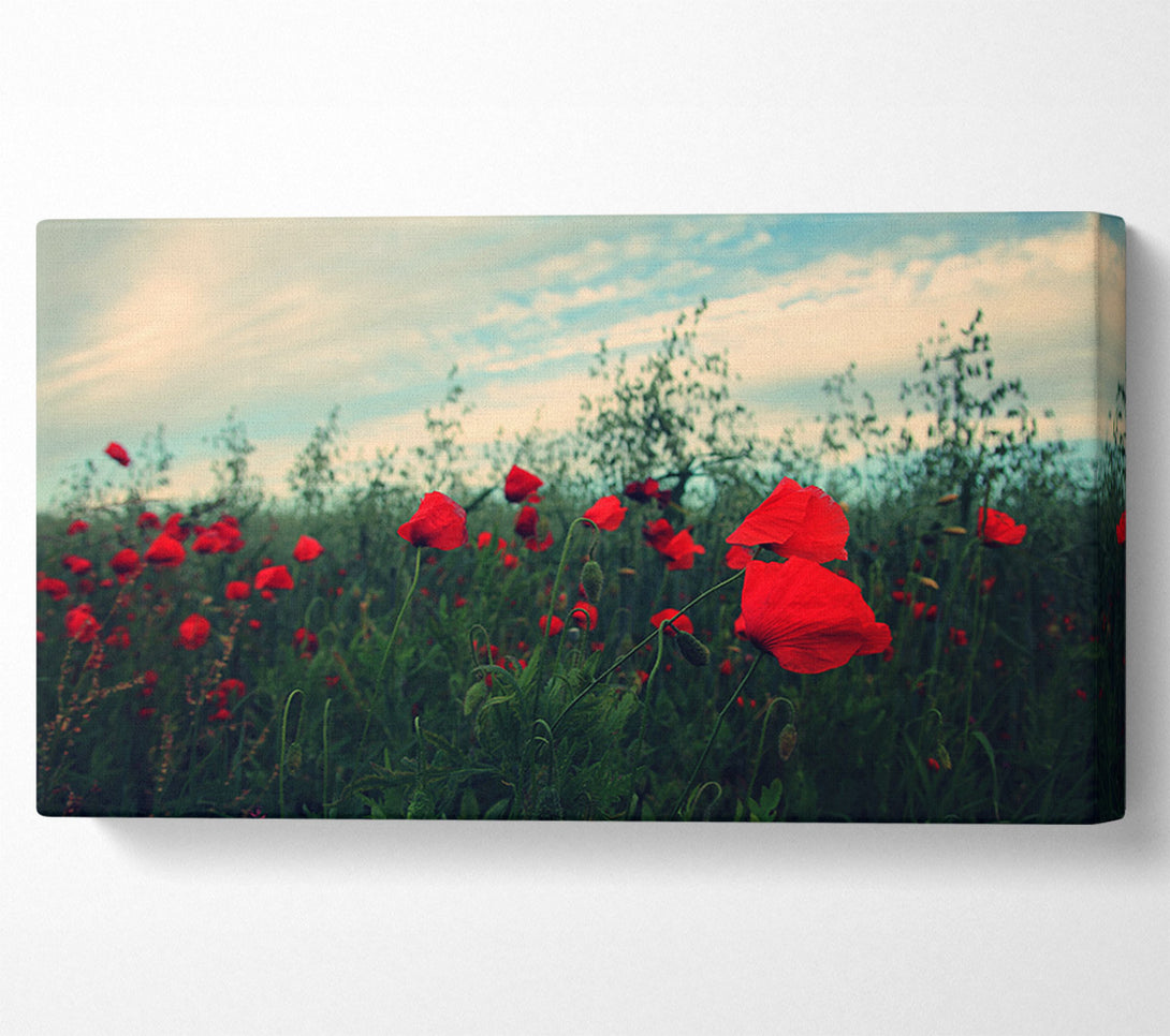  A Canvas Print of Red poppies on a windy day Canvas Wall Art