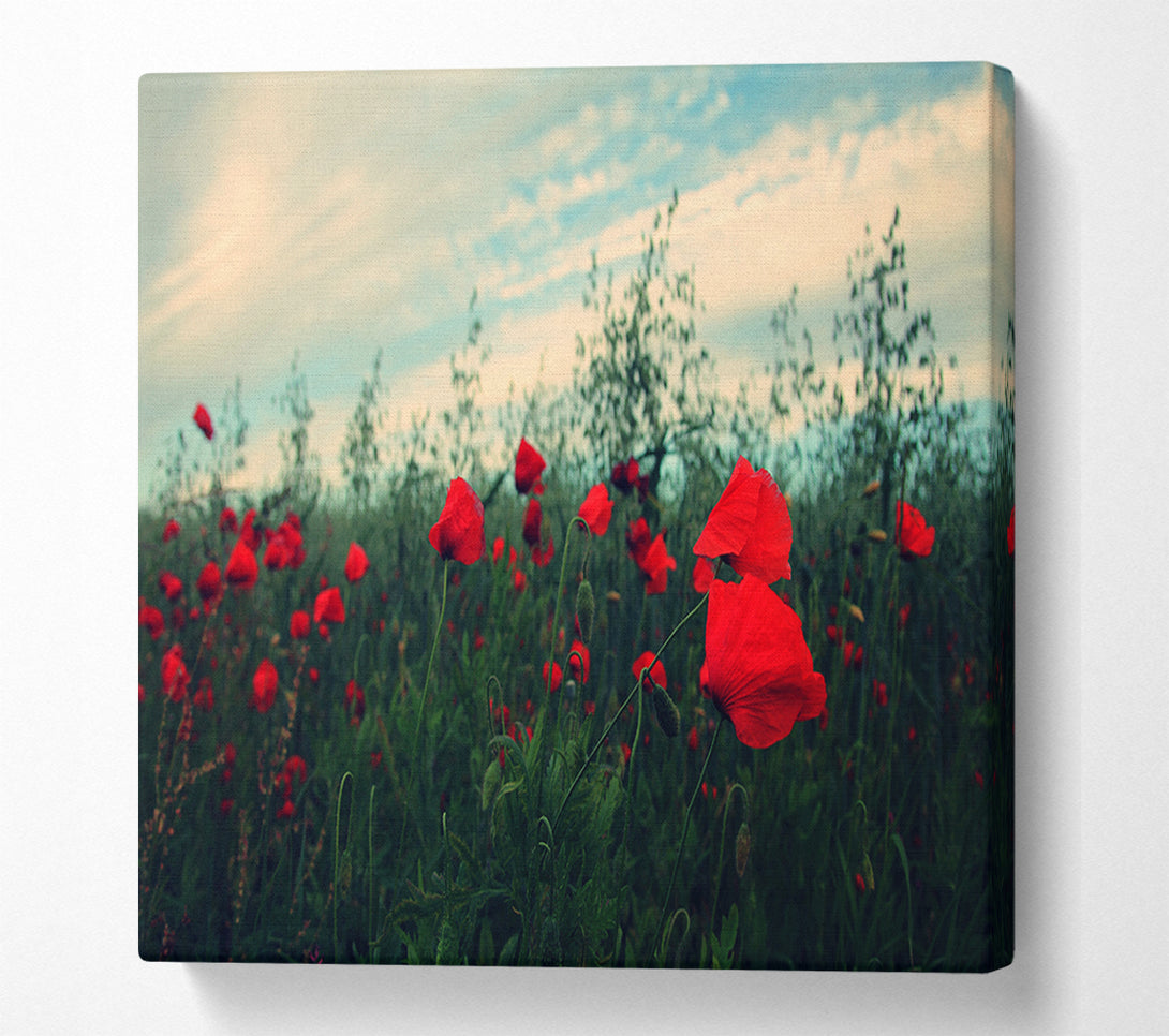  A Canvas Print of Red poppies on a windy day Canvas Wall Art