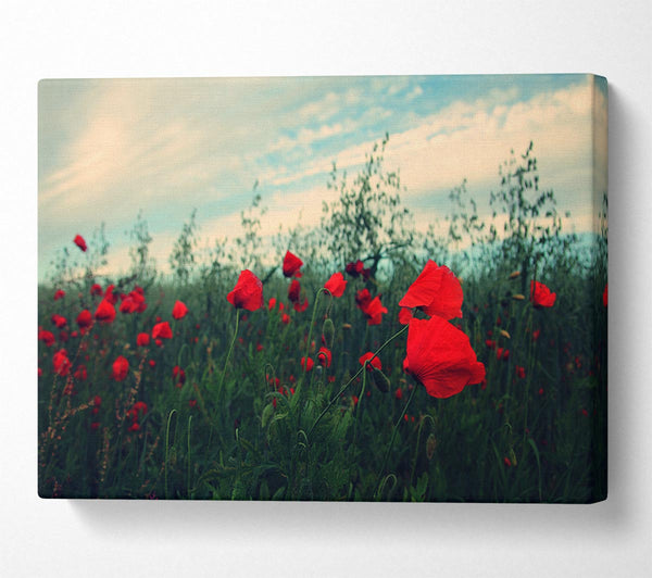  A Canvas Print of Red poppies on a windy day Canvas Wall Art