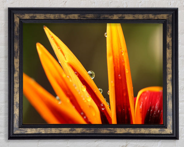 Water droplets on a yellow flower Framed Print