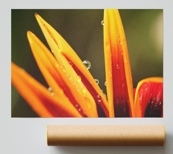 Water Droplets On A Yellow Flower Poster