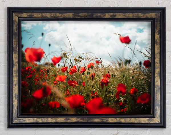 Red Poppies reaching the sky Framed Print