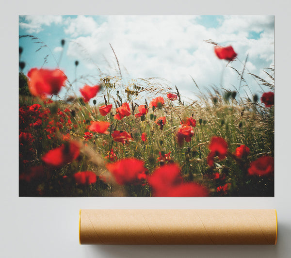 Red Poppies Reaching The Sky Giclee Print