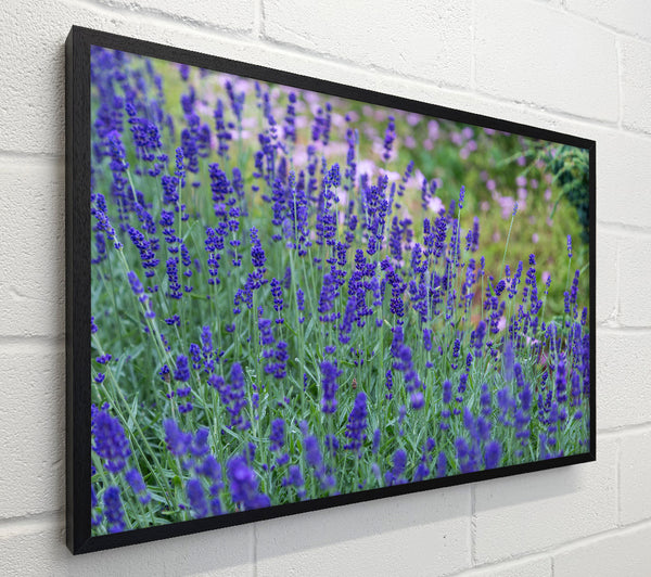 Purple flowers in the meadow spring