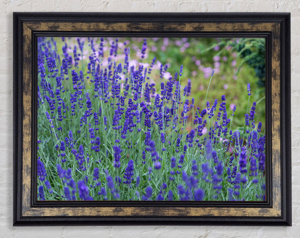 Purple flowers in the meadow spring Framed Print