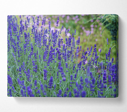 Purple flowers in the meadow spring Canvas Wall Art