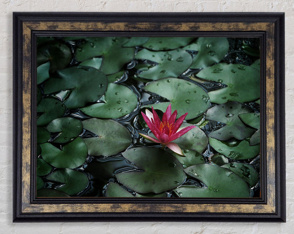 Lotus peering above the lilly pads Framed Print