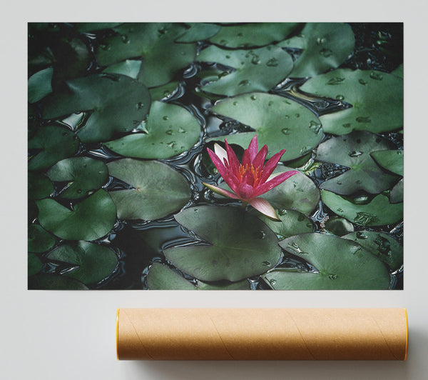 Lotus Peering Above The Lilly Pads Print
